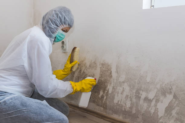 Best Emergency Mold Removal  in Tahoe Vista, CA